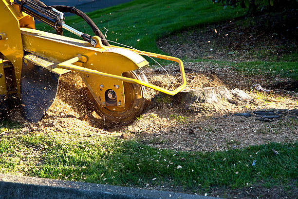 How Our Tree Care Process Works  in  Shallotte, NC